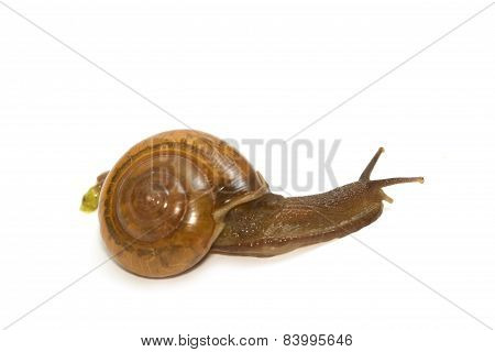Garden Spiral Snail On Green Leaf ,isolate