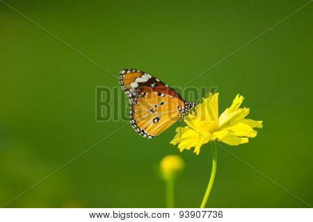 Butterfly in the Garden