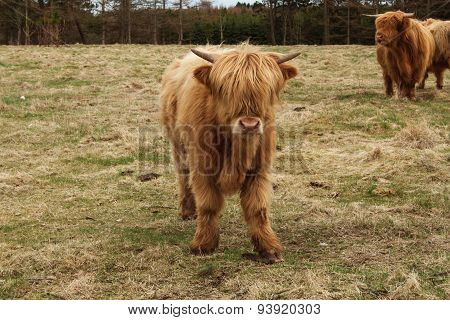 Bull In A Field In Denmark