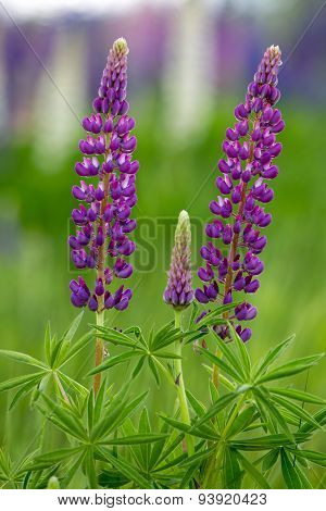 Lilac lupines