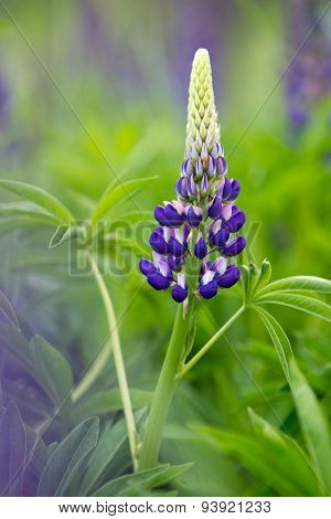 Single Violet Lupine