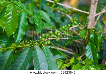 Coffee seeds
