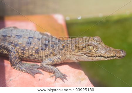 Crocodile