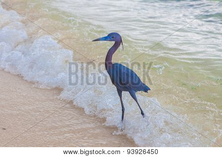 Blue heron