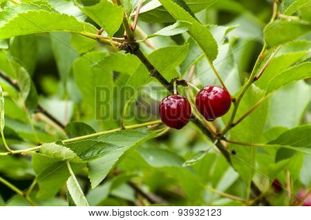 Cherries Ready To Be Picked On A Dewy Morning