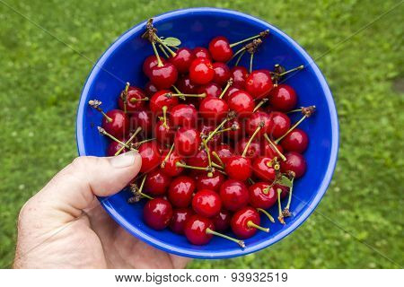 Organic Sweet Cherries In A Bowl