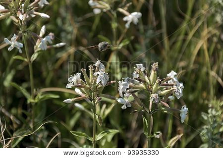 A hummingbird or Trochilidae flies