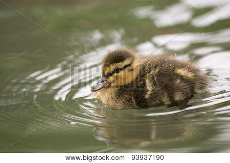 duckling
