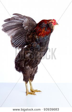 Male Rooster Araucana Easter egger breed in white background