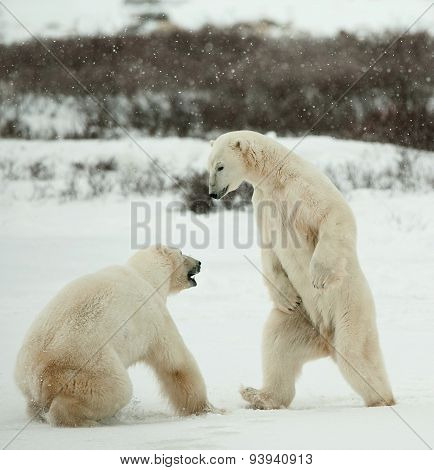 Polar bears fighting