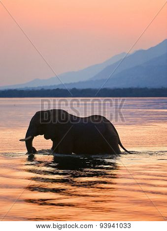 Elephant on the river