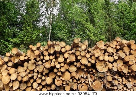 Woodpile From Sawn Pine And  Spruce Logs For Forestry Industry