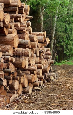 Woodpile From Sawn Pine And  Spruce Logs For Forestry Industry