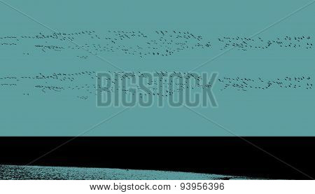 large flock of birds on the coast