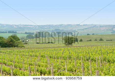 Rheinhessen
