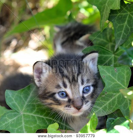 Kittens