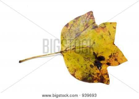 Kuluneet Leaf