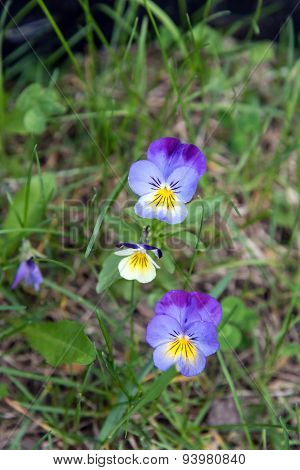 Viola Tricolor