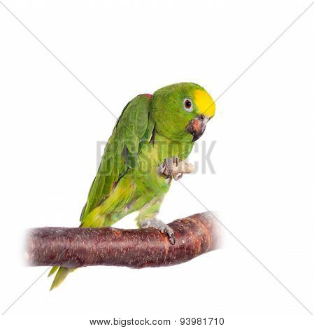 Yellow-crowned amazon isolated on white