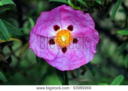 A uniqe purple flower flourish in the garden.