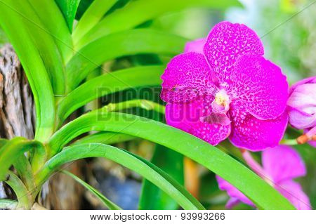 Orchid Flower In Nature Place With Soft Light