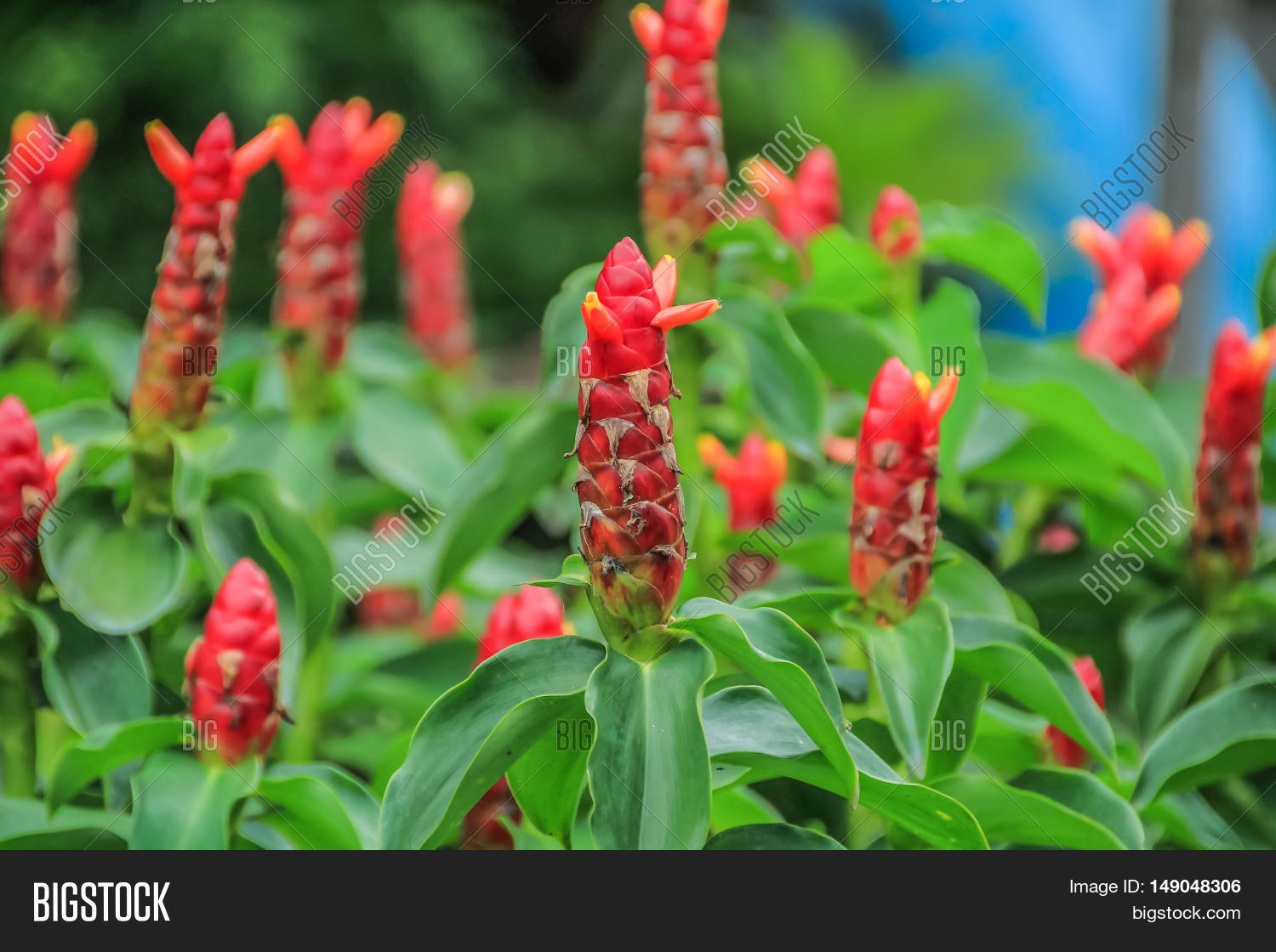 Crape Ginger, Malay Image & Photo (Free Trial) Bigstock