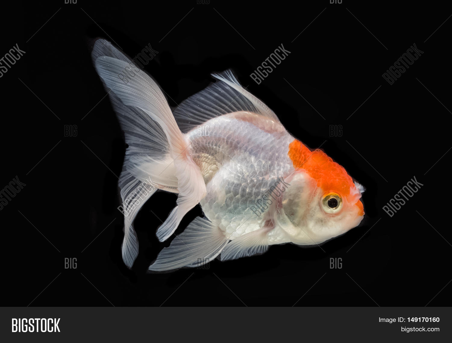 Red Cap Oranda Image & Photo (Free Trial) Bigstock