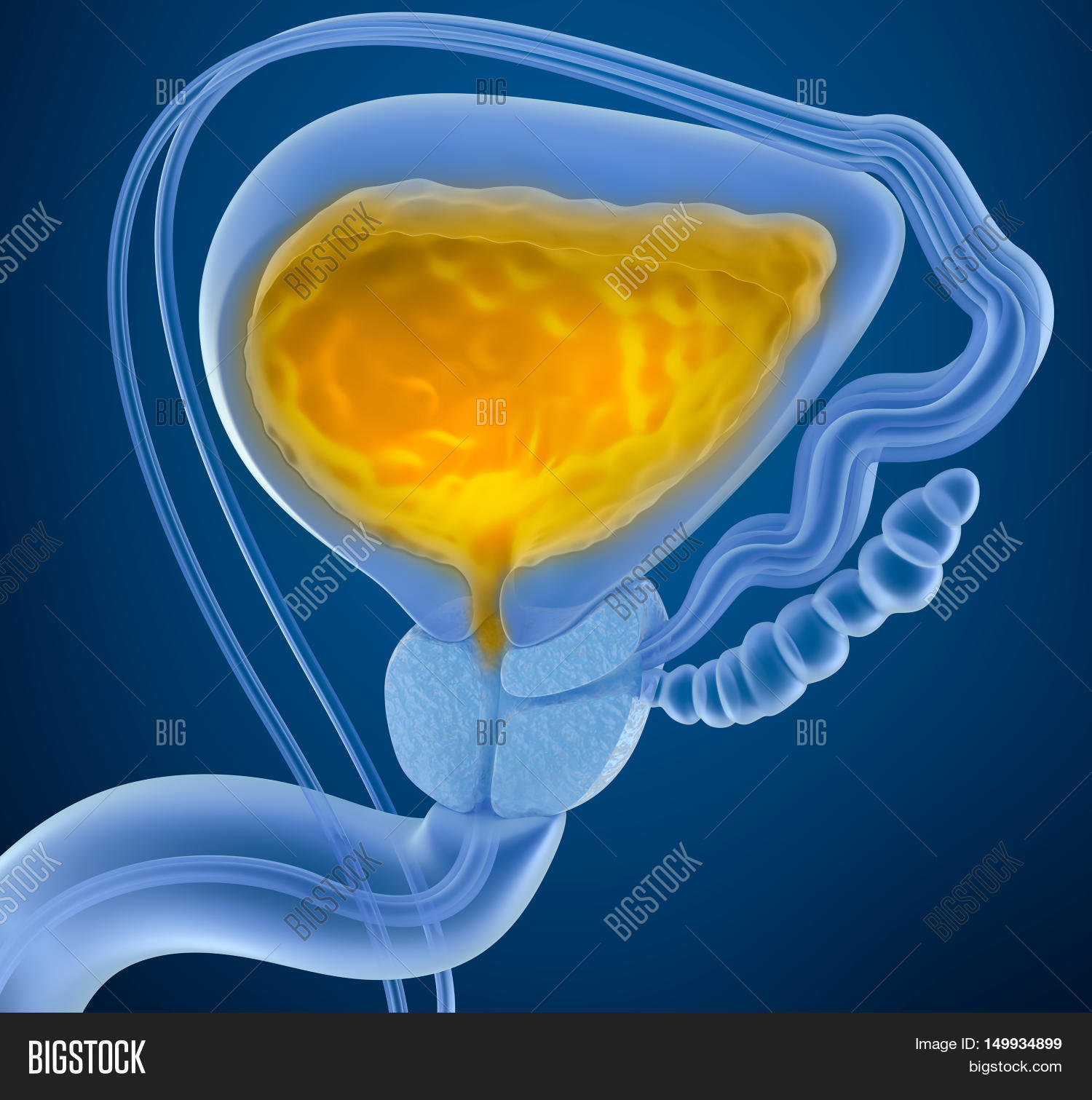 cross section of urinary bladder. x-ray view