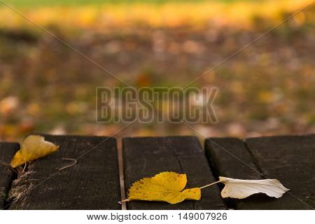 Yellow leaves sitting on a wooden table in park in one day early fall at sunset .