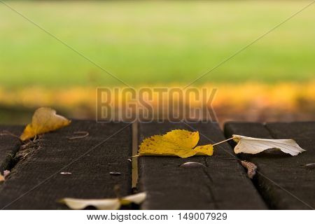 Yellow leaves sitting on a wooden table in park in one day early fall at sunset .