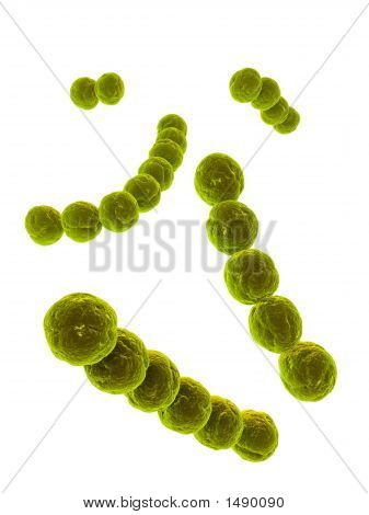 Streptococcus