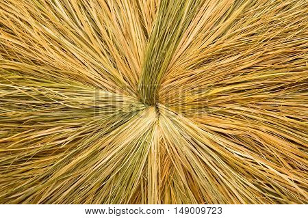 Dried Straw Or Hay Background