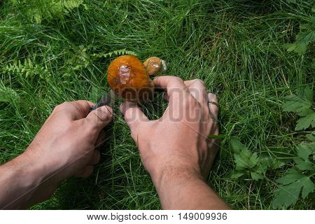 small mushroom cut with a knife on a green glade