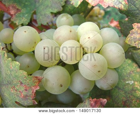 White grapes in the garden. 