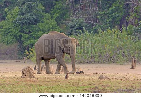 Elephant on Dusty Flood Plain of the Kabini River in Nagarhole National Park in India
