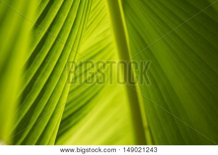 Green banana leaf under a bright sunshine