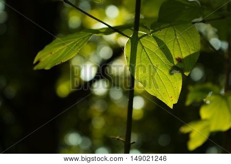 Green leaf in a forest under sunshine
