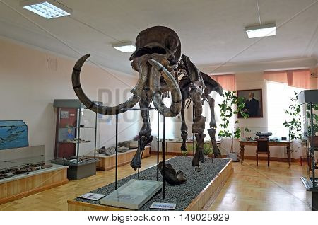 PENZA RUSSIA - AUGUST 29 2016: Skeleton of a mammoth in the exposure of the Penza city regional museum