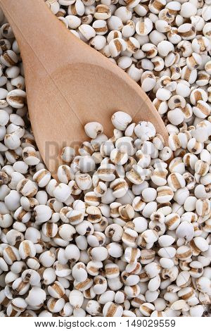 Coixseed With Wooden Spoon