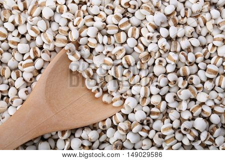Coixseed With Wooden Spoon