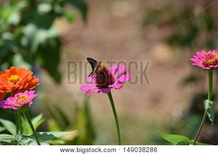 Beautiful wildflowers growing the banks of the sweet river with a wide variety of animal life, hummingbirds, bees, birds and butterflies