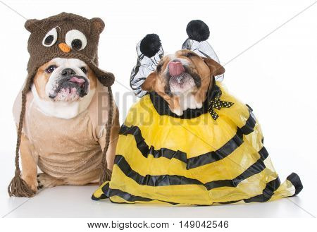 english bulldogs dressed up like the birds and the bees on white background