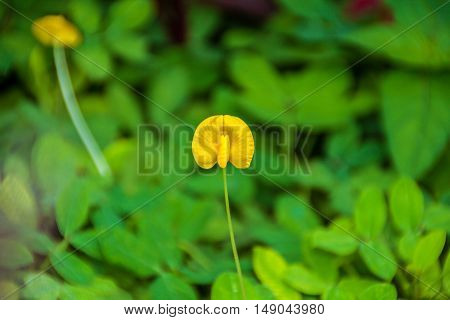 Yellow brazil nuts flower with green leaf in the gerden