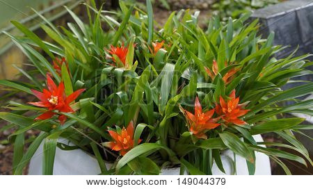 Beautiful bromelied flower in the garden.Bromeliad flower