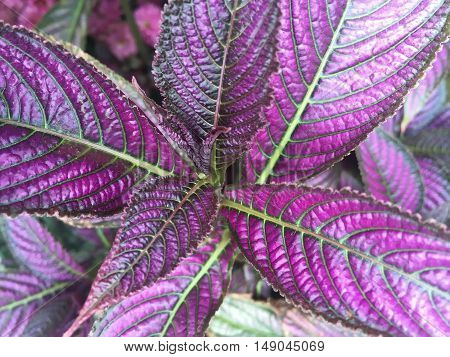 Strobilanthes dyerianus (Persian Shield) is a tropical plant native to Myanmar. It is grown for its dark green foliage with bright metallic-purple stripes