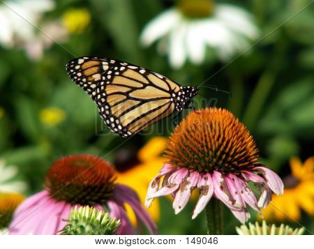 Bella farfalla, fiore di brutto