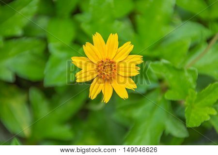 Little yellow star flower on green leaf
