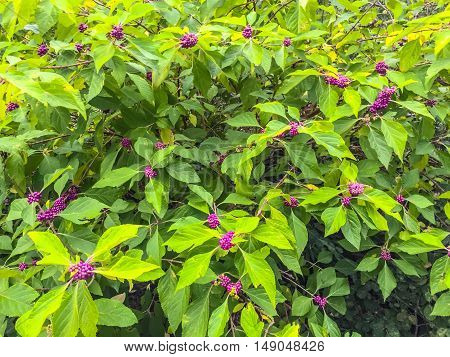 Cluster of purple and pink berries in a beauty berry bush in the spring in Washington DC