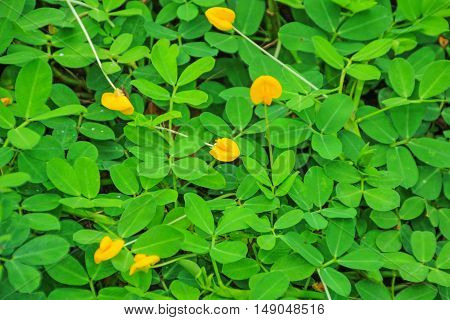 Yellow Brazil Nuts Flower