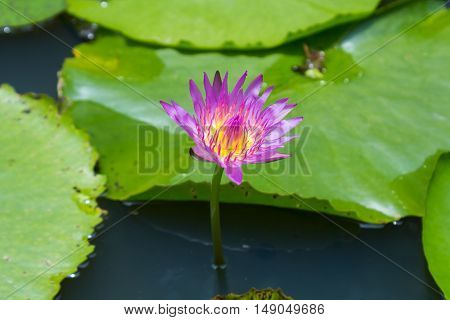 beautiful lotus flower in blooming at sunset